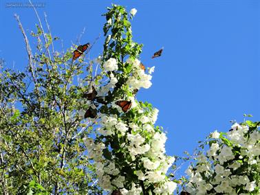Butterflies on the blossums, Yarloop, Western Australia